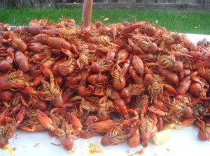 70 lbs of crawdads-- oh my!
